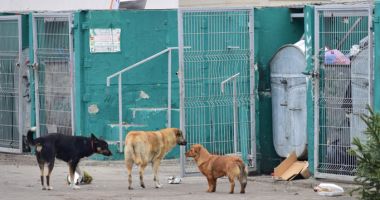 Stire din Social : Teroare din cauza câinilor comunitari. "Este nevoie ca vreun copil să fie desfigurat?"