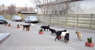 Stire din Social : Câinii agresivi din Constanţa, capturaţi de pe domeniul public cu tranchilizante