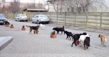 Stire din Politică-Administrație : Câinii din Constanța, în atenția USR. Poate Primăria Constanța să-i sterilizeze gratuit?