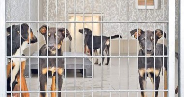 Stire din Social : 150 de lei, taxa pentru eliberarea câinilor de la Ecarisajul Năvodari
