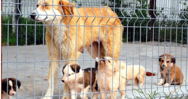 Stire din Social : Acuzații grave la Biobaza Mangalia
