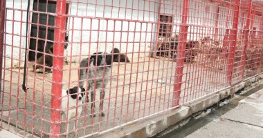 Acuzații grave la Biobaza Mangalia - 2