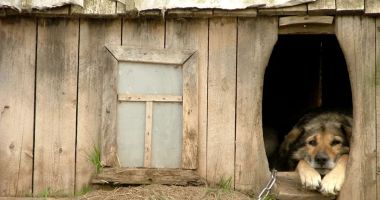 Stire din Actualitate : Proprietarii de câini din România care stau la curte riscă amenzi de sute de lei. Ce prevede legea