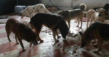 Stire din Social : Lege bizară. Câți câini și câte pisici ai voie să ții în casă