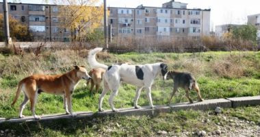 Stire din Social : Este oficial! Serviciu de ecarisaj și locuri de joacă noi, la Constanța