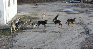 Stire din Politică-Administrație : Campanie gratuită de sterilizare a câinilor comunitari, la Mangalia