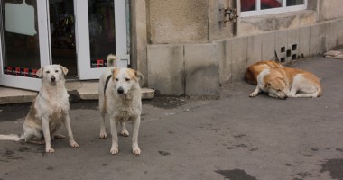Stire din Social : HINGHERII, DEPĂȘI DE SITUAȚIE! Aproape 3000 de constănțeni MUȘCAȚI DE MAIDANEZI!