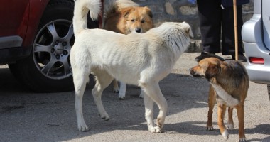 Stire din Social : Câinele UCIGAȘ aparține unui ONG