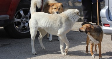Stire din Politică-Administrație : Primăria Mangalia începe campania de adopție a maidanezilor