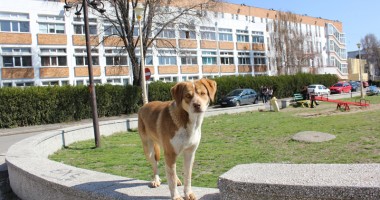 Stire din Social : Constanța în pericol: maidanezii atacă în miezul zilei, în fața școlii!