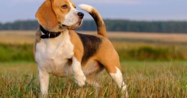 Mii de câini din rasa Beagle au fost salvați dintr-o pepinieră, înainte să ajungă cobai
