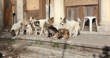 Maidanezii, un pericol sau în pericol? - 3