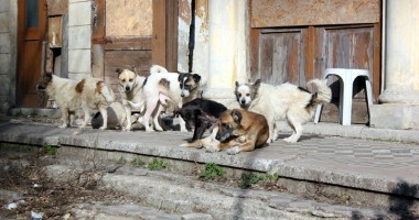 Stire din Politică-Administrație : Protest împotriva eutanasierii câinilor fără stăpâni organizat la Constanța