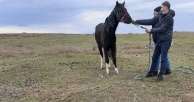 Stire din Eveniment : Explicația halucinantă a proprietarului cailor găsiți înghețați și flămânzi, la Techirghiol