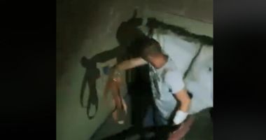 VIDEO / Poliția locală A GĂSIT UN CAL ÎN BUCĂTĂRIA unei garsoniere de la etajul 4