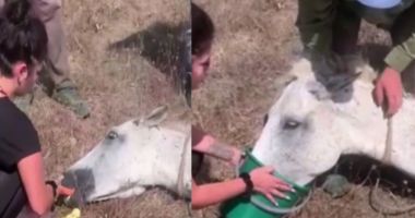 Un cal abandonat în soare, pe un câmp din Constanța, a fost salvat de oameni cu suflet