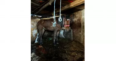 Stire din Eveniment : Recidivist arestat după ce și-a spânzurat câinele și și-a bătut calul. În trecut a incendiat un alt animal