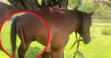Cal lovit cu toporul în timpul unui scandal între mai multe persoane. Animalul a fost rănit grav