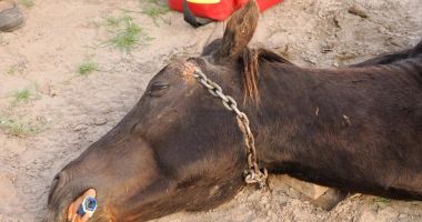 Un cal sălbatic din Delta Dunării a fost chinuit îngrozitor de un localnic