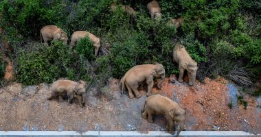 Călătoria celor 15 elefanţi urmărită pe tot globul are în spate o poveste tristă - 2