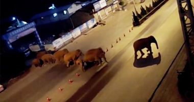 Călătoria celor 15 elefanţi urmărită pe tot globul are în spate o poveste tristă - 5