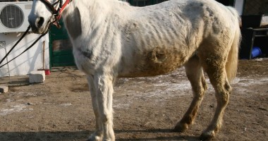 Stire din Fun : Calul lui Făt Frumos era iapă