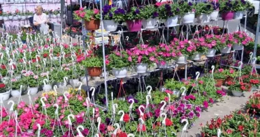 Stire din Economie : Natura mai aproape de oameni. AGRI Flora, în week-end, în parcarea de la VIVO!