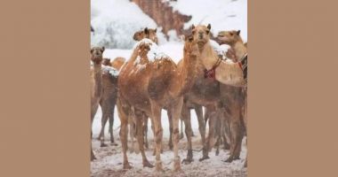 Stire din Actualitate : A nins pentru prima dată în istorie într-un deșert din Arabia Saudită. Cămilele sunt bulversate
