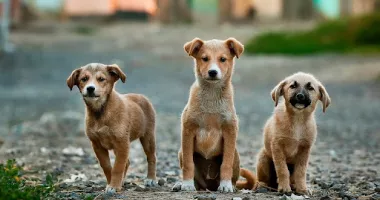 Stire din Social : Câinii abandonați se înmulțesc, dar unii proprietari refuză sterilizarea gratuită oferită de autorități