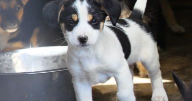 Stire din Social : Tu poți fi șansa lui la viață! Campanie de adopţie a câinilor