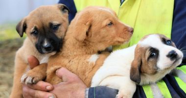 Primăria Constanța ne îndeamnă: "Adoptă un cățel!" - 2