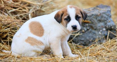Primăria Constanța ne îndeamnă: "Adoptă un cățel!" - 3