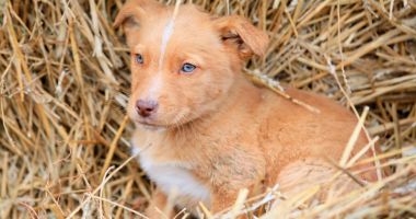 Primăria Constanța ne îndeamnă: "Adoptă un cățel!" - 4