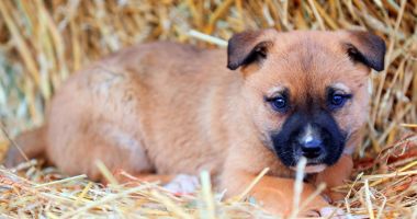 Primăria Constanța ne îndeamnă: "Adoptă un cățel!" - 5