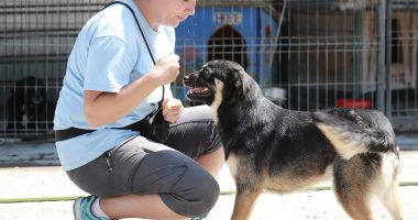 Stire din Social : Campanie de sterilizare gratuită a câinilor de rasă comună din Agigea