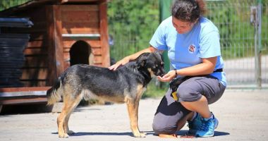 Stire din Social : Campanie de sterilizare gratuită a câinilor din comuna 23 August