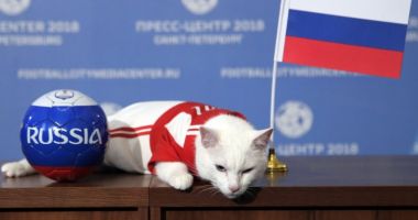 Stire din Sport : VIDEO. Cupa Mondială de fotbal 2018: Motanul Ahile prezice victoria din meciul de deschidere