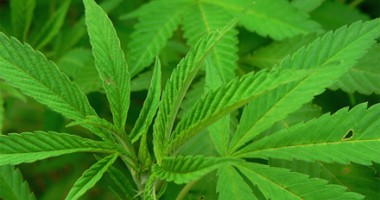 Cultură cannabis în garsonieră