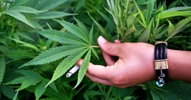 Stire din Actualitate : Consumul de canabis a devenit legal în Colorado și Washington