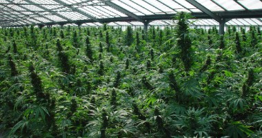 Stire din Actualitate : Consumul de CANABIS a devenit LEGAL! Află mai multe!