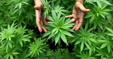 Stire din Actualitate : Mexicul a legalizat consumul de canabis în scop medical