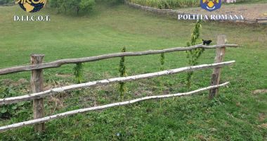 Stire din Eveniment : FOTO. Cultură outdoor de canabis, descoperită de poliţişti