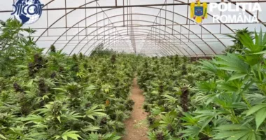 Cultură de canabis de 2,4 tone descoperită într-un solar