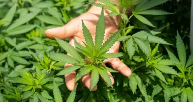 Stire din Actualitate : Trei români prinși cu plantație uriașă de cannabis în Belgia. Profit de peste un milion de euro