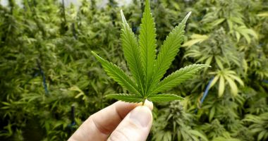 Stire din Social : Anunțul lui Eugen Teodorovici despre legalizarea canabisului în scop medicinal