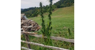 FOTO. Cultură outdoor de canabis, descoperită de poliţişti - 2