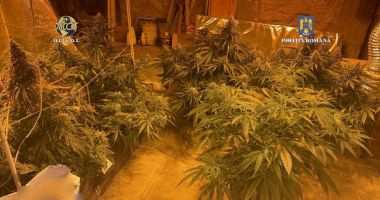 FOTO / Şi-a transformat casa în plantaţie de canabis! Poliţiştii au intrat pe fir - 2