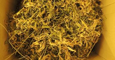 Galerie foto. Zeci de kilograme de canabis confiscate de ofițerii antidrog - 5