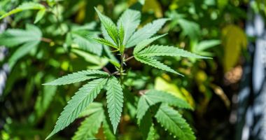 Stire din Actualitate : Thailanda legalizează cultivarea canabisului în gospodării