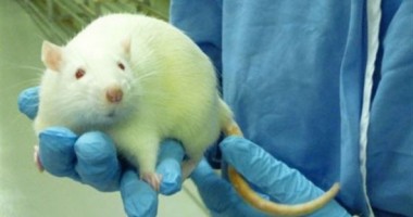 Stire din Sănătate : Cancerul de colon: Oamenii de știință au reușit să frâneze metastaza